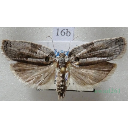Pseudeulia asinana (Hübner, 1799) Slovakia16b